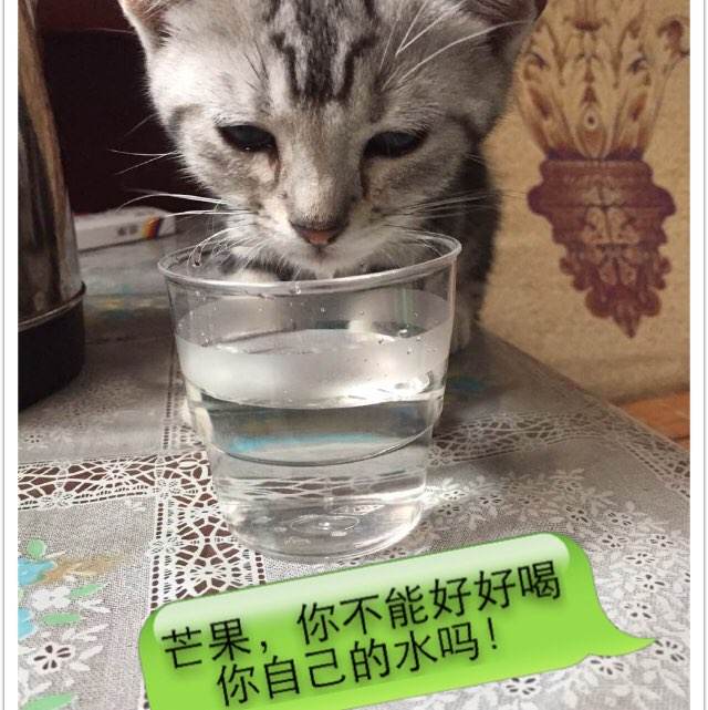 泰姆塞德学院文凭毕业证哪里能买到